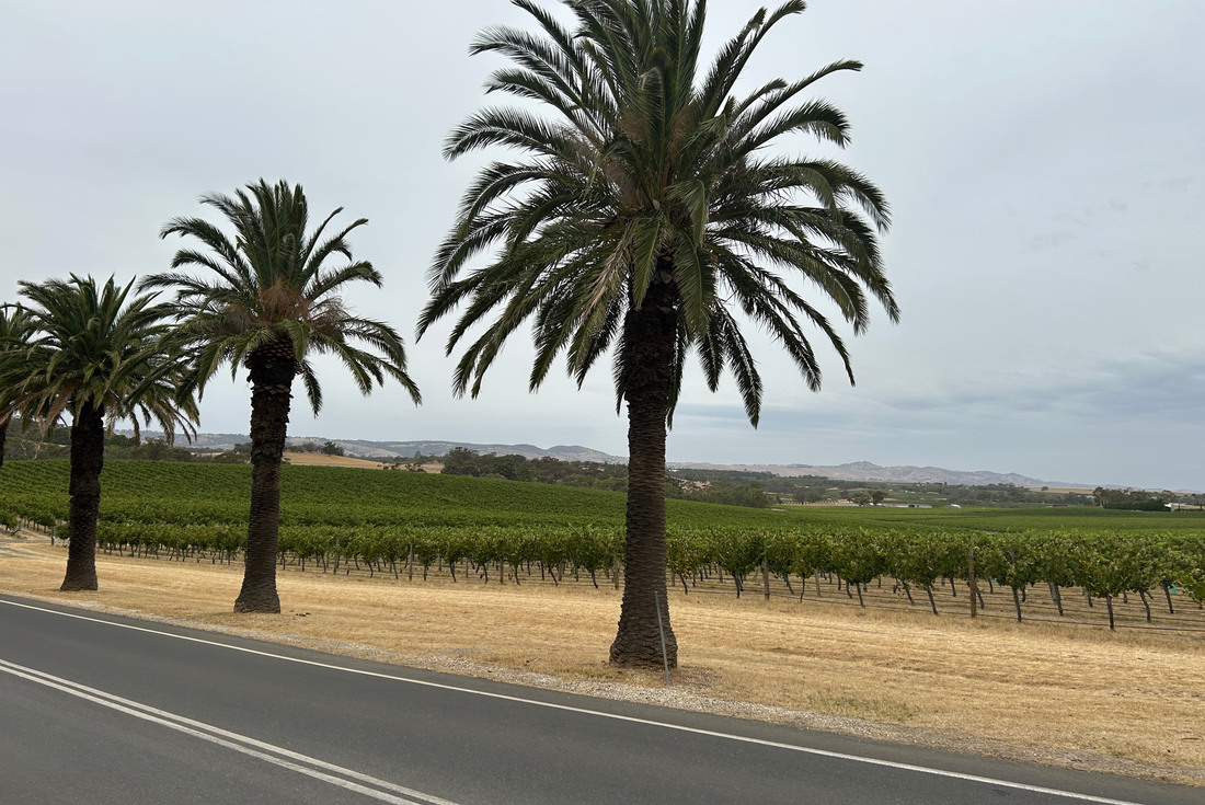 Poznejte Barossa Valley: Klenot Jižní Austrálie a její víno