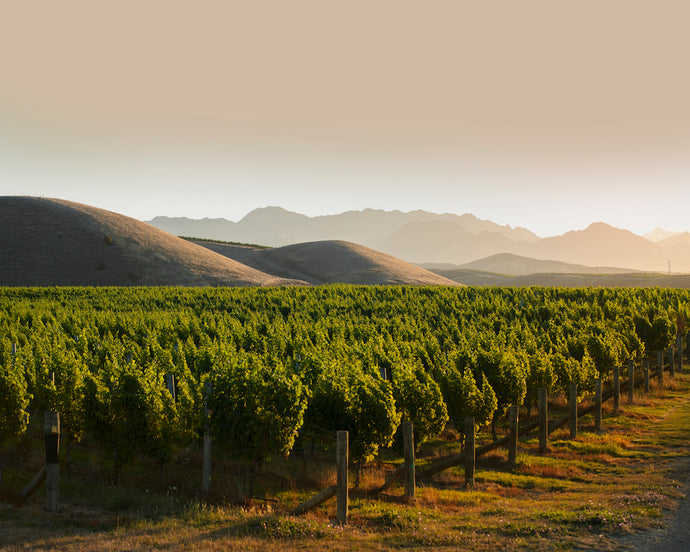 Marlborough - největší vinařská oblast Nového Zélandu