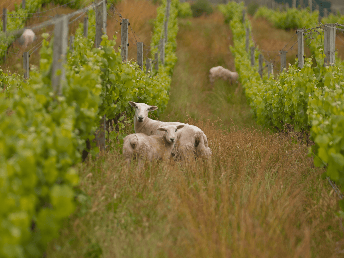 Ovce pasoucí se mezi vinicemi Nového Zélandu